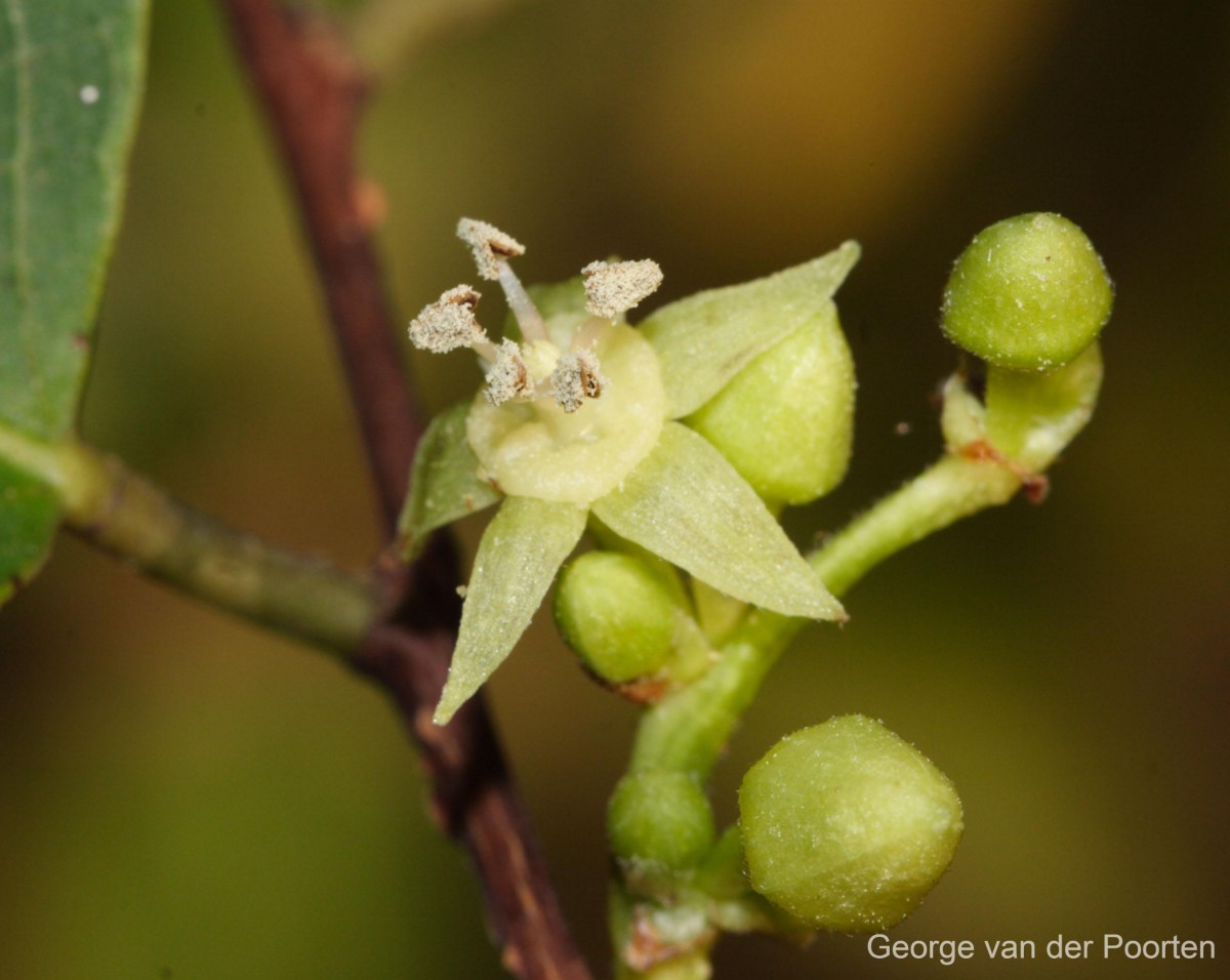 Cleistanthus collinus (Roxb.) Benth. ex Hook.f.